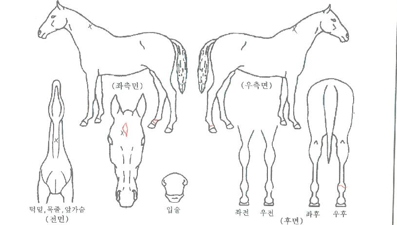 ¸Ó´Ï¹éÀÇ Ãø¸é,¿ì¸é,µÞ¸é,µÎ»ó,´Ù¸®ÀÇ Æ¯Â¡µµÇØ