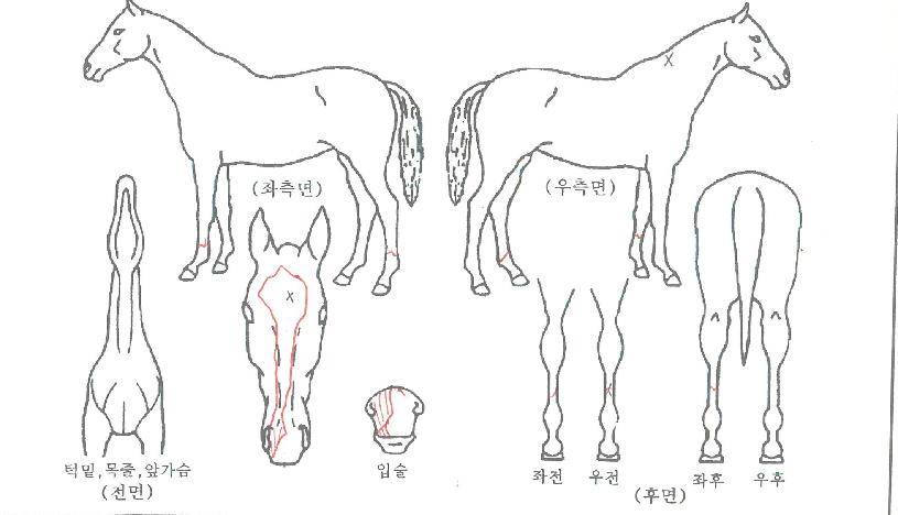 Ŭ���̻���ڸ��� ����,���,�޸�,�λ�,�ٸ��� Ư¡����