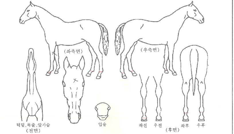 Á¦½ºÆ®¿øÀÇ Ãø¸é,¿ì¸é,µÞ¸é,µÎ»ó,´Ù¸®ÀÇ Æ¯Â¡µµÇØ