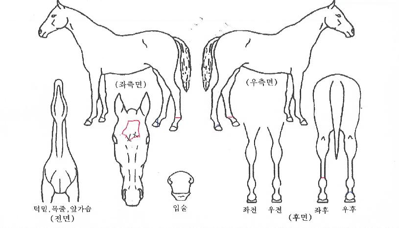 �糪������ ����,���,�޸�,�λ�,�ٸ��� Ư¡����