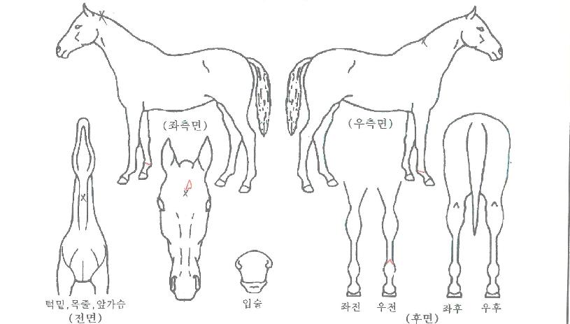 �÷���������Ʈ�ڸ��� ����,���,�޸�,�λ�,�ٸ��� Ư¡����