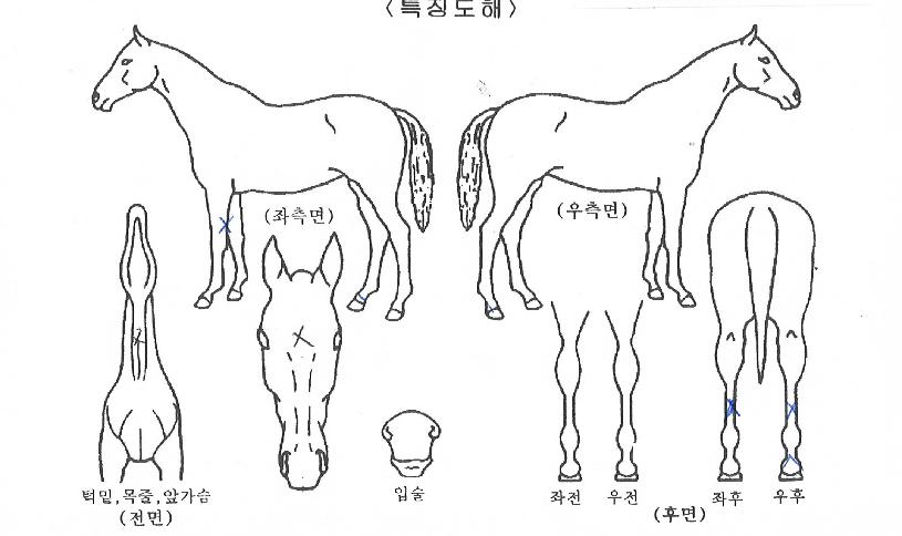 ȭ���Ѱ����� ����,���,�޸�,�λ�,�ٸ��� Ư¡����