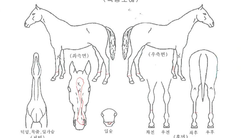 Ư±Þ¿©¿ÕÀÇ Ãø¸é,¿ì¸é,µÞ¸é,µÎ»ó,´Ù¸®ÀÇ Æ¯Â¡µµÇØ