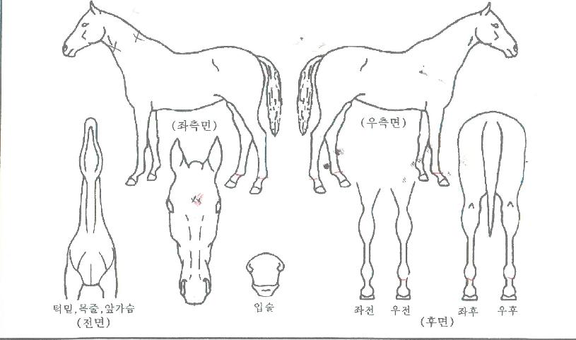 �糪���ڸ��� ����,���,�޸�,�λ�,�ٸ��� Ư¡����