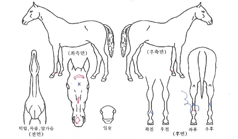 ºòÆ÷ÄÏÀÇ Ãø¸é,¿ì¸é,µÞ¸é,µÎ»ó,´Ù¸®ÀÇ Æ¯Â¡µµÇØ