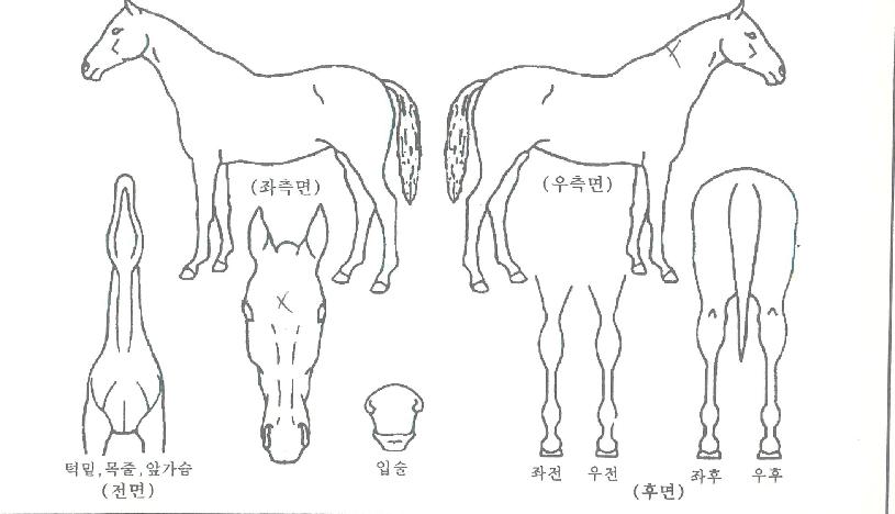 ����Į�� ����,���,�޸�,�λ�,�ٸ��� Ư¡����