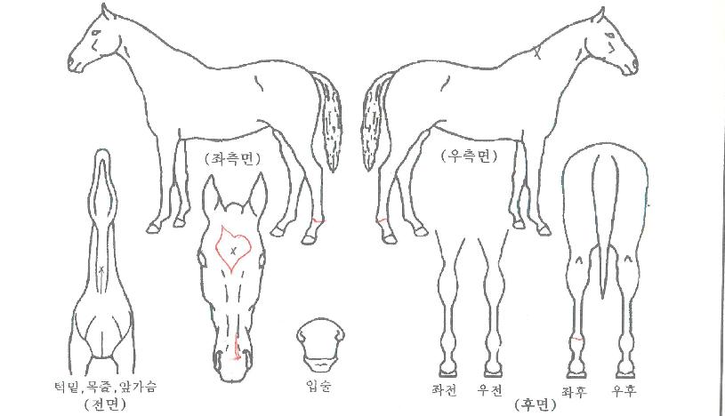 ÆÄ´ø½ºÅ¸ÀÇ Ãø¸é,¿ì¸é,µÞ¸é,µÎ»ó,´Ù¸®ÀÇ Æ¯Â¡µµÇØ