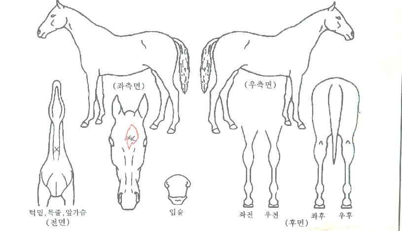 ¾ÆÀÌ¿ùÀÌÇÁÀ¯¿ùÀÚ¸¶ÀÇ Ãø¸é,¿ì¸é,µÞ¸é,µÎ»ó,´Ù¸®ÀÇ Æ¯Â¡µµÇØ