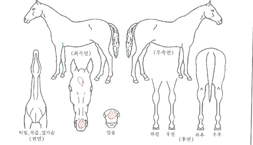 õÀç¹Ì¼ÒÀÇ Ãø¸é,¿ì¸é,µÞ¸é,µÎ»ó,´Ù¸®ÀÇ Æ¯Â¡µµÇØ