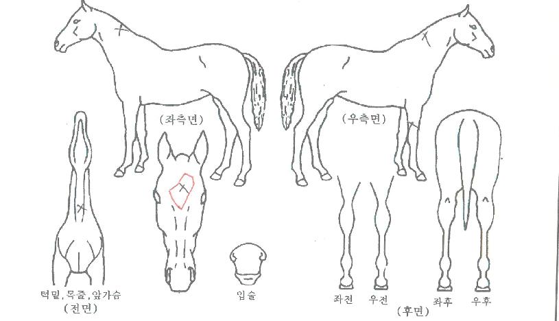 Àο¡¹öÅͺíÀÇ Ãø¸é,¿ì¸é,µÞ¸é,µÎ»ó,´Ù¸®ÀÇ Æ¯Â¡µµÇØ