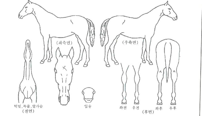 ���̹��̹����ڸ��� ����,���,�޸�,�λ�,�ٸ��� Ư¡����