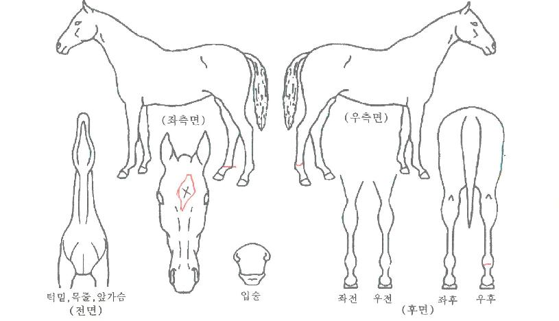 ���������� ����,���,�޸�,�λ�,�ٸ��� Ư¡����