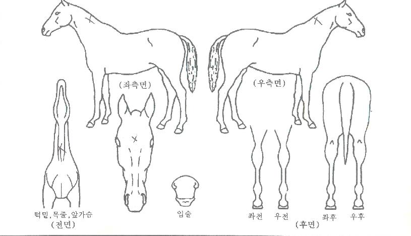 ����������� ����,���,�޸�,�λ�,�ٸ��� Ư¡����