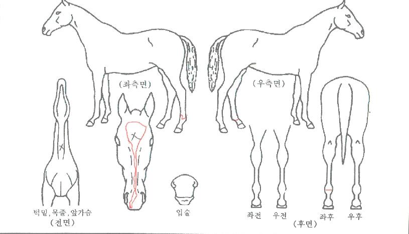 ¼ºÎÄýÀÇ Ãø¸é,¿ì¸é,µÞ¸é,µÎ»ó,´Ù¸®ÀÇ Æ¯Â¡µµÇØ