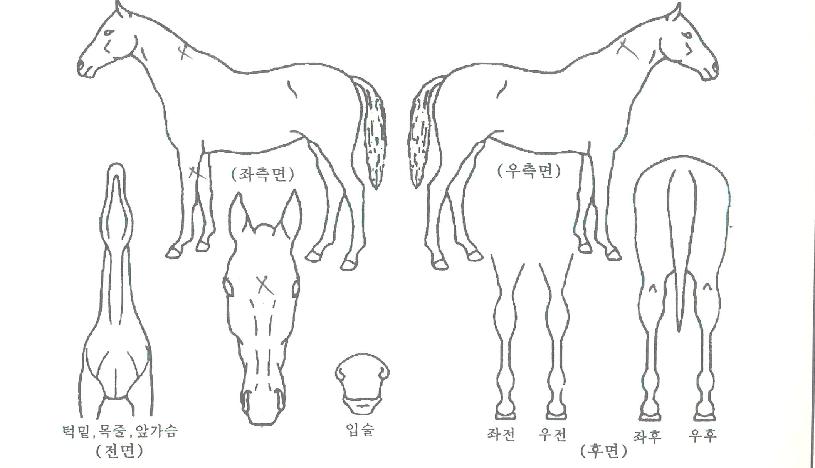 ±Ýºû½ºÄ«ÀÌÀÇ Ãø¸é,¿ì¸é,µÞ¸é,µÎ»ó,´Ù¸®ÀÇ Æ¯Â¡µµÇØ