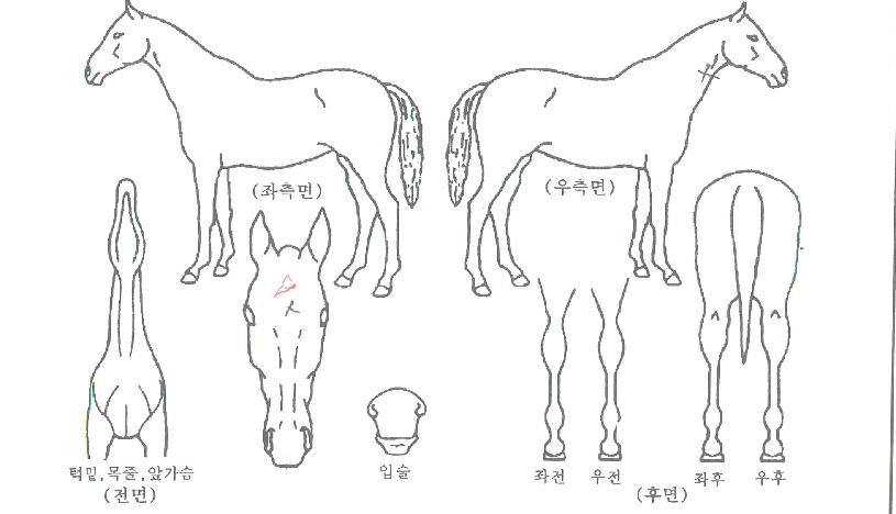 ³ªÇʸ®º£ÀÌÀÚ¸¶ÀÇ Ãø¸é,¿ì¸é,µÞ¸é,µÎ»ó,´Ù¸®ÀÇ Æ¯Â¡µµÇØ