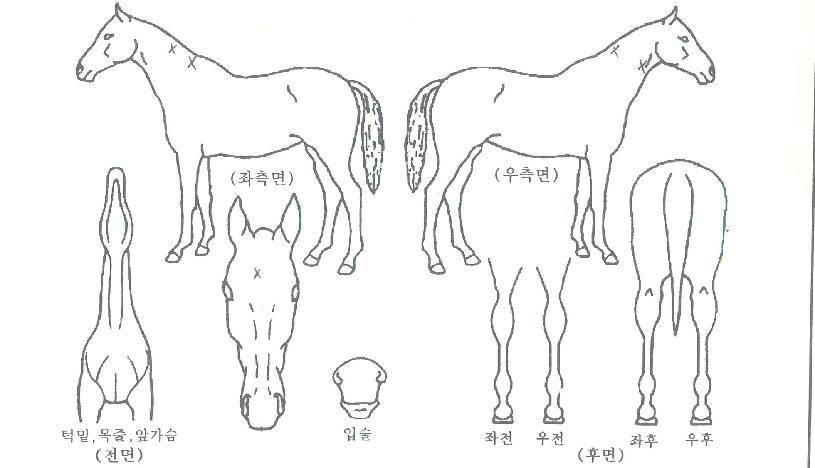 ÄĿ·¹ÀüµåÀÇ Ãø¸é,¿ì¸é,µÞ¸é,µÎ»ó,´Ù¸®ÀÇ Æ¯Â¡µµÇØ