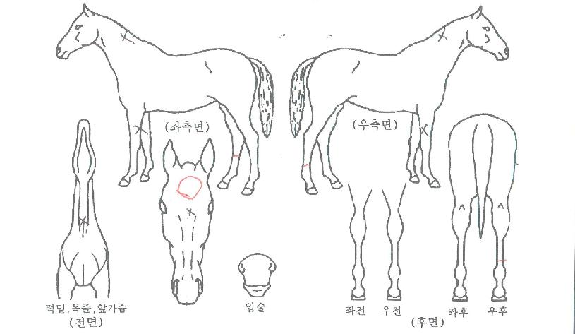 ����ŷ������ ����,���,�޸�,�λ�,�ٸ��� Ư¡����