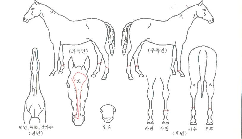 ¿Ãµå½ºÆä¼ÈÀÇ Ãø¸é,¿ì¸é,µÞ¸é,µÎ»ó,´Ù¸®ÀÇ Æ¯Â¡µµÇØ