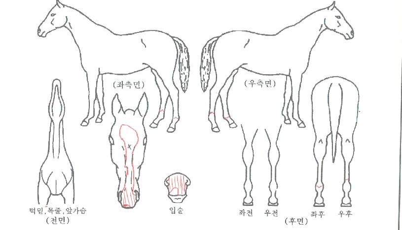 �¸������ ����,���,�޸�,�λ�,�ٸ��� Ư¡����