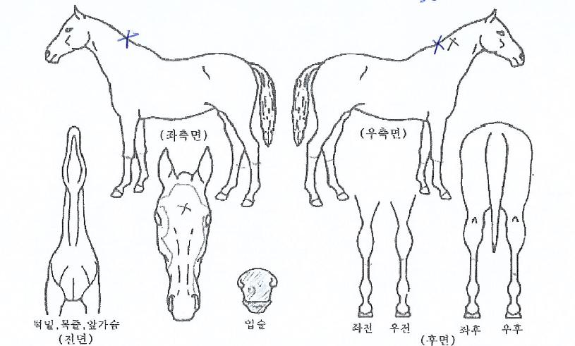 ���𰡵��� ����,���,�޸�,�λ�,�ٸ��� Ư¡����