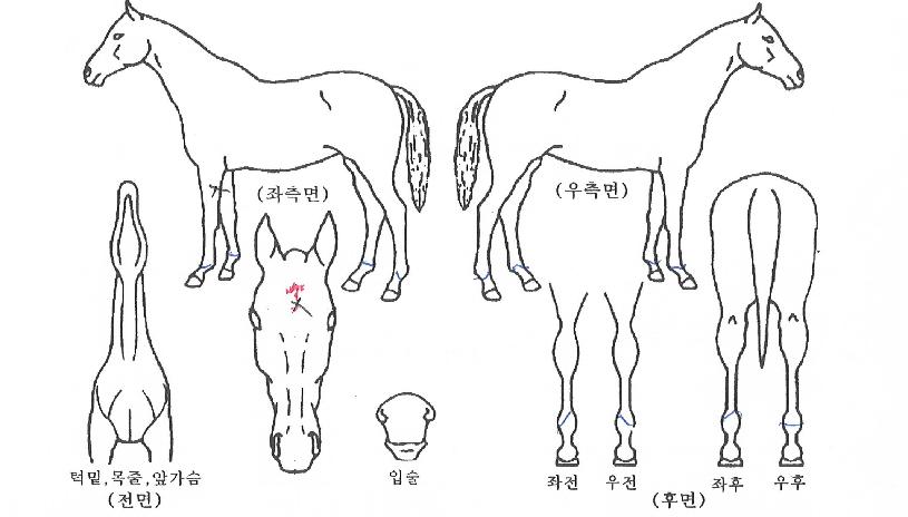 ��Ÿ������ ����,���,�޸�,�λ�,�ٸ��� Ư¡����