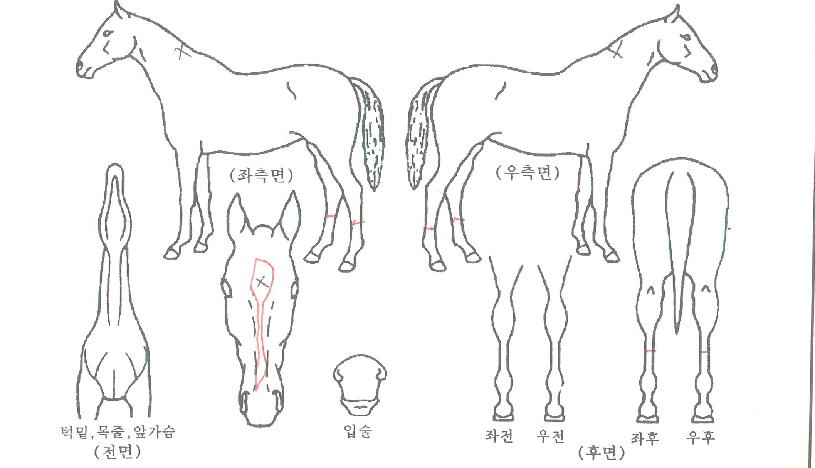 ���θ��ε��� ����,���,�޸�,�λ�,�ٸ��� Ư¡����