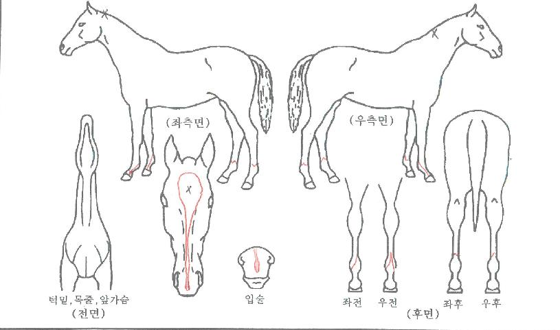 Ư����ġ�� ����,���,�޸�,�λ�,�ٸ��� Ư¡����