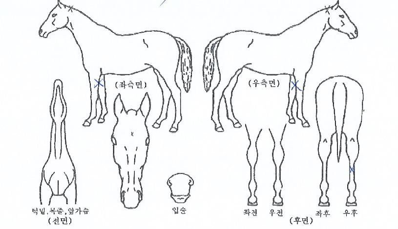 ½ºÅ¸Å©·¹ÀÌÁöÀÇ Ãø¸é,¿ì¸é,µÞ¸é,µÎ»ó,´Ù¸®ÀÇ Æ¯Â¡µµÇØ