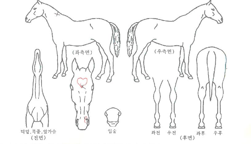 ���̷ֹ̹�Ŭ�� ����,���,�޸�,�λ�,�ٸ��� Ư¡����