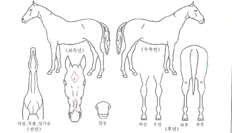 ³ëº§½ÅÈÀÚ¸¶ÀÇ Ãø¸é,¿ì¸é,µÞ¸é,µÎ»ó,´Ù¸®ÀÇ Æ¯Â¡µµÇØ