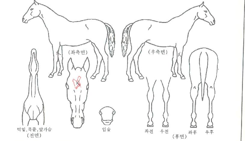 Ʈ���������� ����,���,�޸�,�λ�,�ٸ��� Ư¡����