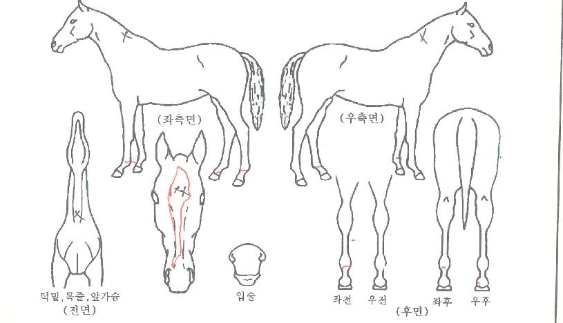 ¹«Áö°³ºûÀÇ Ãø¸é,¿ì¸é,µÞ¸é,µÎ»ó,´Ù¸®ÀÇ Æ¯Â¡µµÇØ