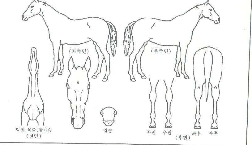 ³×ÀÓµåÀÇ Ãø¸é,¿ì¸é,µÞ¸é,µÎ»ó,´Ù¸®ÀÇ Æ¯Â¡µµÇØ