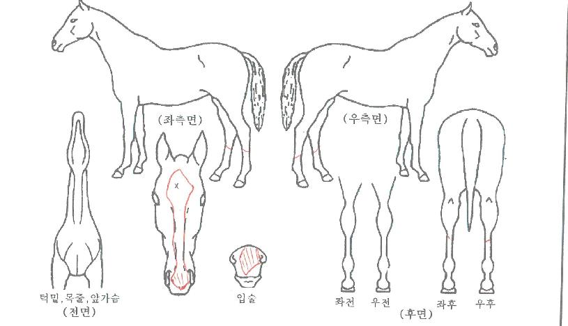 ³²¾çÈñ¸ÁÀÇ Ãø¸é,¿ì¸é,µÞ¸é,µÎ»ó,´Ù¸®ÀÇ Æ¯Â¡µµÇØ