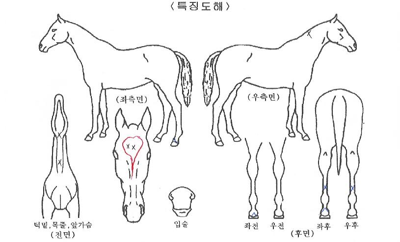 ��ٻ���� ����,���,�޸�,�λ�,�ٸ��� Ư¡����