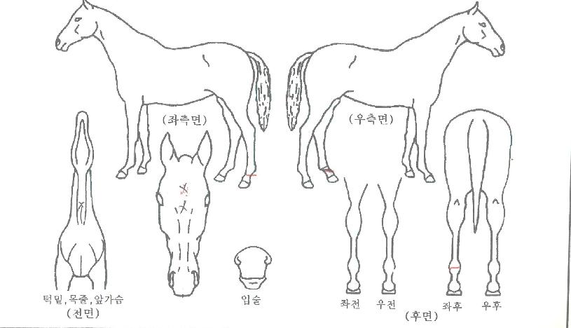 ���������ڸ��� ����,���,�޸�,�λ�,�ٸ��� Ư¡����