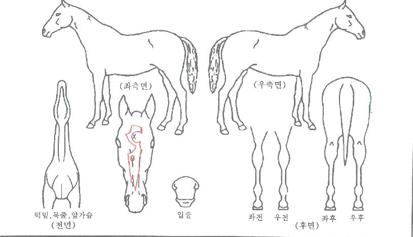 ´ºÅ©¶ó¿îÀÇ Ãø¸é,¿ì¸é,µÞ¸é,µÎ»ó,´Ù¸®ÀÇ Æ¯Â¡µµÇØ