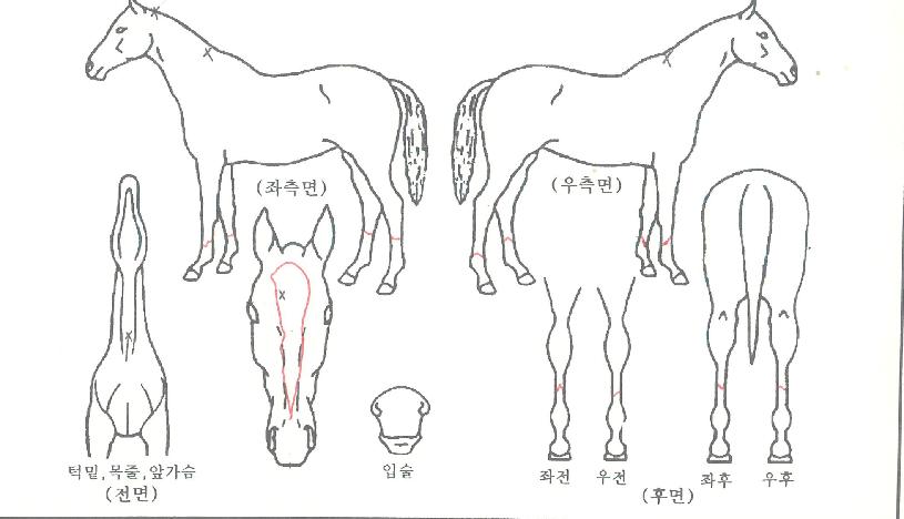 ·¹À̺òÅÍÀÇ Ãø¸é,¿ì¸é,µÞ¸é,µÎ»ó,´Ù¸®ÀÇ Æ¯Â¡µµÇØ