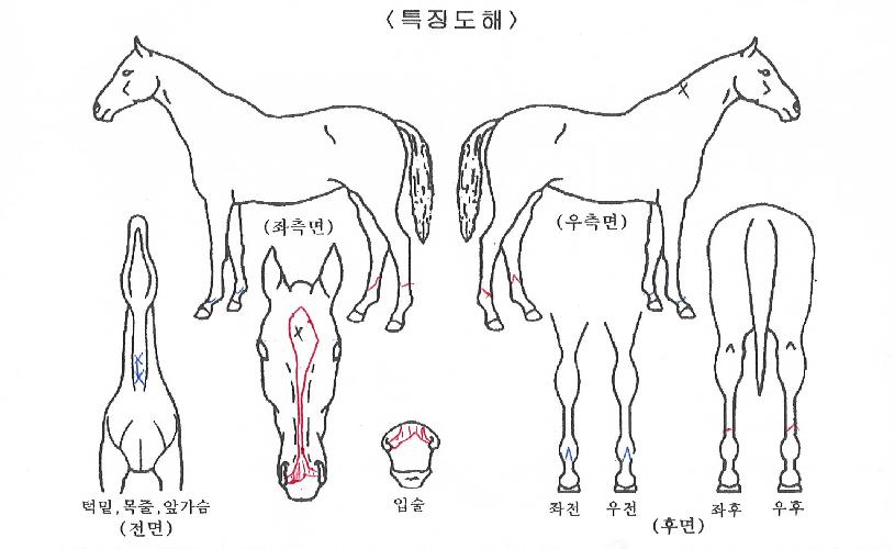 ÀþÀº¿µ¿õÀÇ Ãø¸é,¿ì¸é,µÞ¸é,µÎ»ó,´Ù¸®ÀÇ Æ¯Â¡µµÇØ