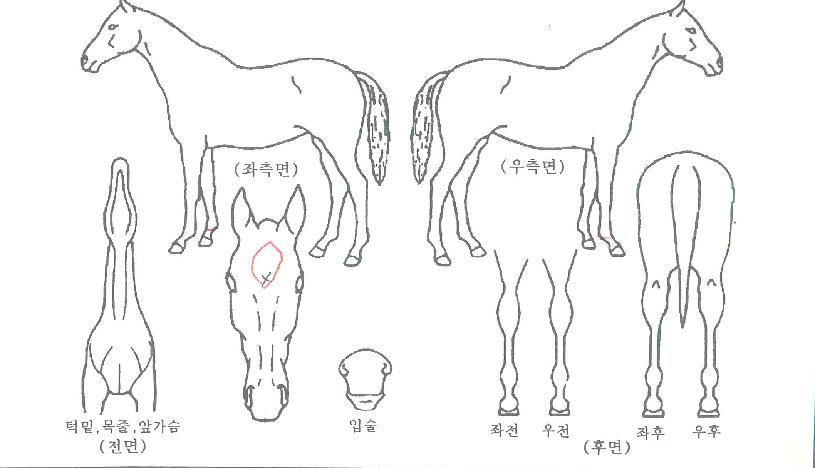 ¹Ù¿îƼÇåÅÍÀÇ Ãø¸é,¿ì¸é,µÞ¸é,µÎ»ó,´Ù¸®ÀÇ Æ¯Â¡µµÇØ