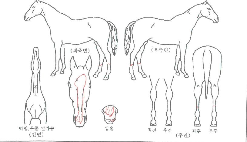 ºí·ç³ªÀÌÆ®ÀÇ Ãø¸é,¿ì¸é,µÞ¸é,µÎ»ó,´Ù¸®ÀÇ Æ¯Â¡µµÇØ