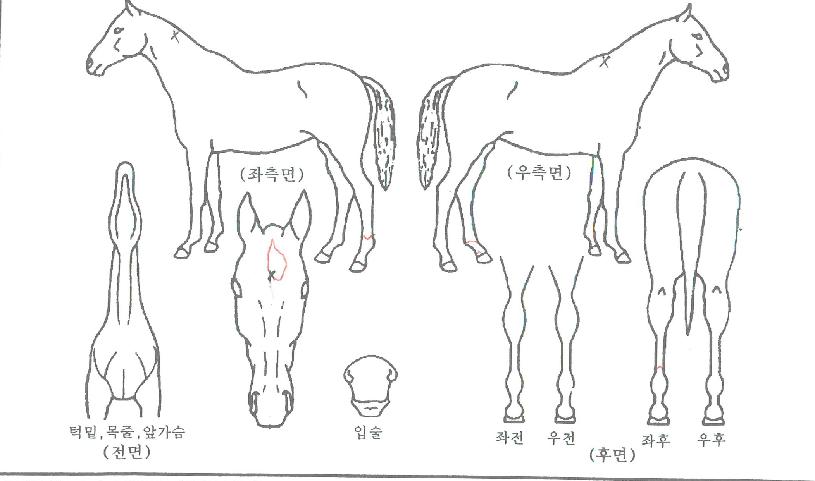 �����Ǿ��� ����,���,�޸�,�λ�,�ٸ��� Ư¡����