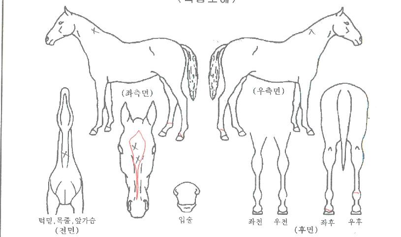 Ç»ÀüÄýÀÇ Ãø¸é,¿ì¸é,µÞ¸é,µÎ»ó,´Ù¸®ÀÇ Æ¯Â¡µµÇØ