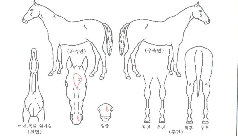 ÁÁÀº¸íǰÀÇ Ãø¸é,¿ì¸é,µÞ¸é,µÎ»ó,´Ù¸®ÀÇ Æ¯Â¡µµÇØ