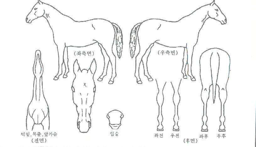 �̵峪��Ʈ���� ����,���,�޸�,�λ�,�ٸ��� Ư¡����