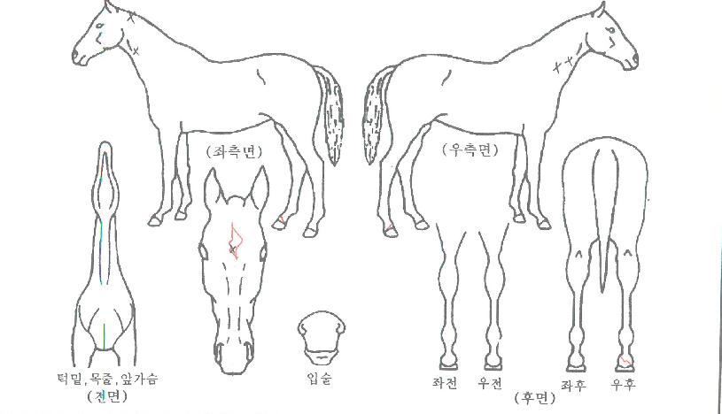 ºñÁ¦À̼ÛÀÇ Ãø¸é,¿ì¸é,µÞ¸é,µÎ»ó,´Ù¸®ÀÇ Æ¯Â¡µµÇØ