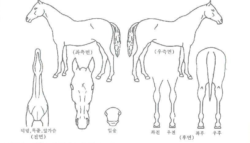 ºñÁ¦ÀÌÅ·ÀÇ Ãø¸é,¿ì¸é,µÞ¸é,µÎ»ó,´Ù¸®ÀÇ Æ¯Â¡µµÇØ