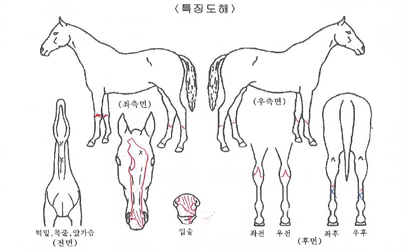 ¿¹½º¾ÆÀÌĵÀÇ Ãø¸é,¿ì¸é,µÞ¸é,µÎ»ó,´Ù¸®ÀÇ Æ¯Â¡µµÇØ