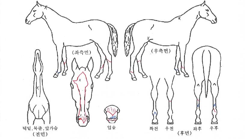 ´Ù¿ï»ç¶ûÀÇ Ãø¸é,¿ì¸é,µÞ¸é,µÎ»ó,´Ù¸®ÀÇ Æ¯Â¡µµÇØ